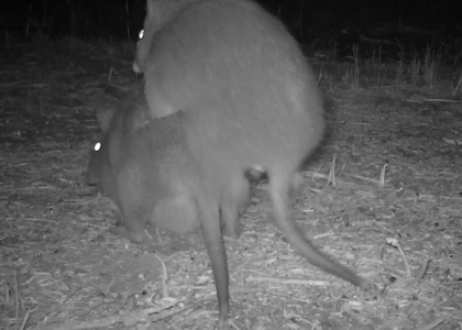 spotted-tailed quoll